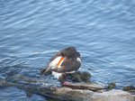 FZ006797 Oystercatcher (Haematopus ostralegus) grooming itself.jpg